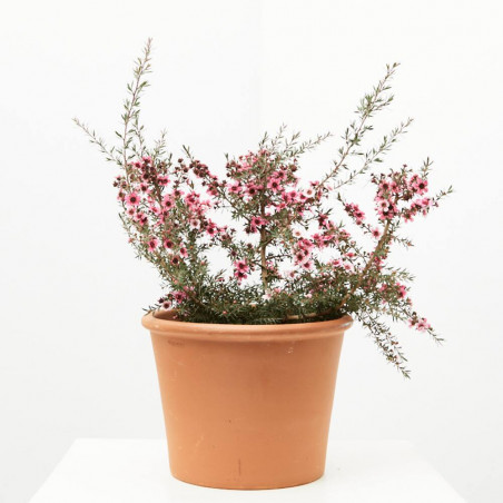 LEPTOSPERMUN MACETA 5 LITROS