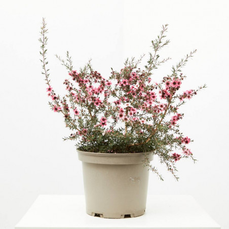 LEPTOSPERMUN MACETA 5 LITROS