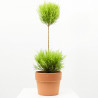 CUPRESSUS GOLDCREST WILMA BOLAS MACETA 17CM