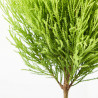 CUPRESSUS GOLDCREST WILMA BOLAS MACETA 17CM