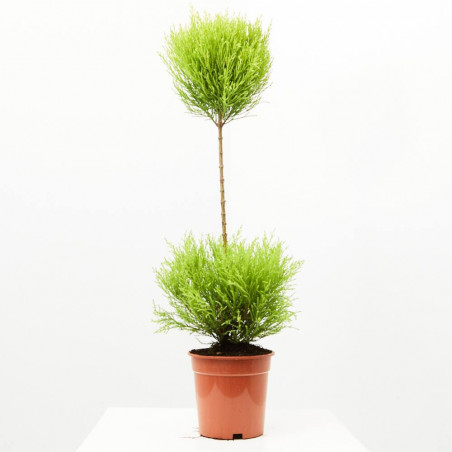 CUPRESSUS GOLDCREST WILMA BOLAS MACETA 17CM