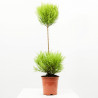 CUPRESSUS GOLDCREST WILMA BOLAS MACETA 17CM