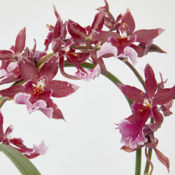 ORQUÍDEA - SURTIDO VARIADO - MACETA 9CM