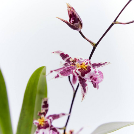 ORQUÍDEA - SURTIDO VARIADO - MACETA 9CM