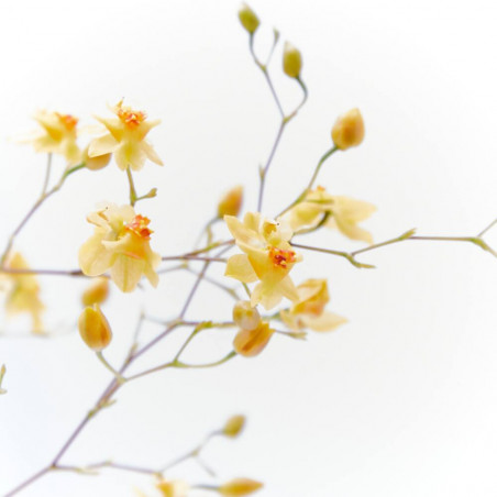 ORQUÍDEA - SURTIDO VARIADO - MACETA 9CM