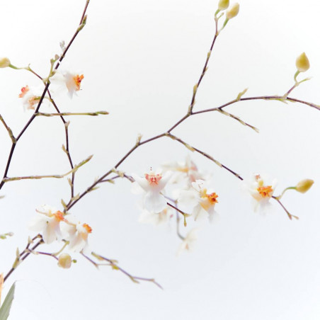 ORQUÍDEA - SURTIDO VARIADO - MACETA 9CM