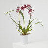 ORQUÍDEA - SURTIDO VARIADO - MACETA 9CM