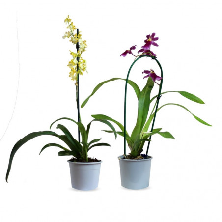 ORQUÍDEA - SURTIDO VARIADO - MACETA 9CM