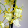 ORQUÍDEA - SURTIDO VARIADO - MACETA 9CM