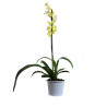 ORQUÍDEA - SURTIDO VARIADO - MACETA 9CM
