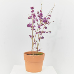 CALLICARPA MACETA 5L