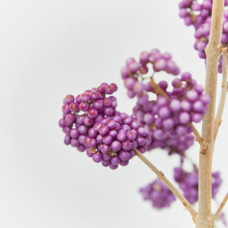 CALLICARPA MACETA 5L