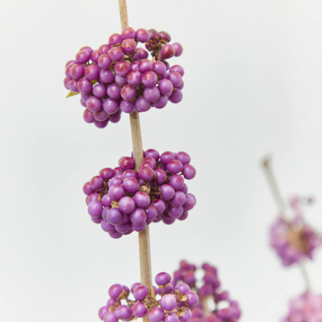 CALLICARPA MACETA 5L