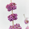 CALLICARPA MACETA 5L