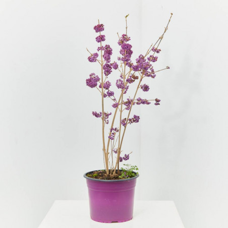 CALLICARPA MACETA 5L