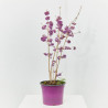 CALLICARPA MACETA 5L
