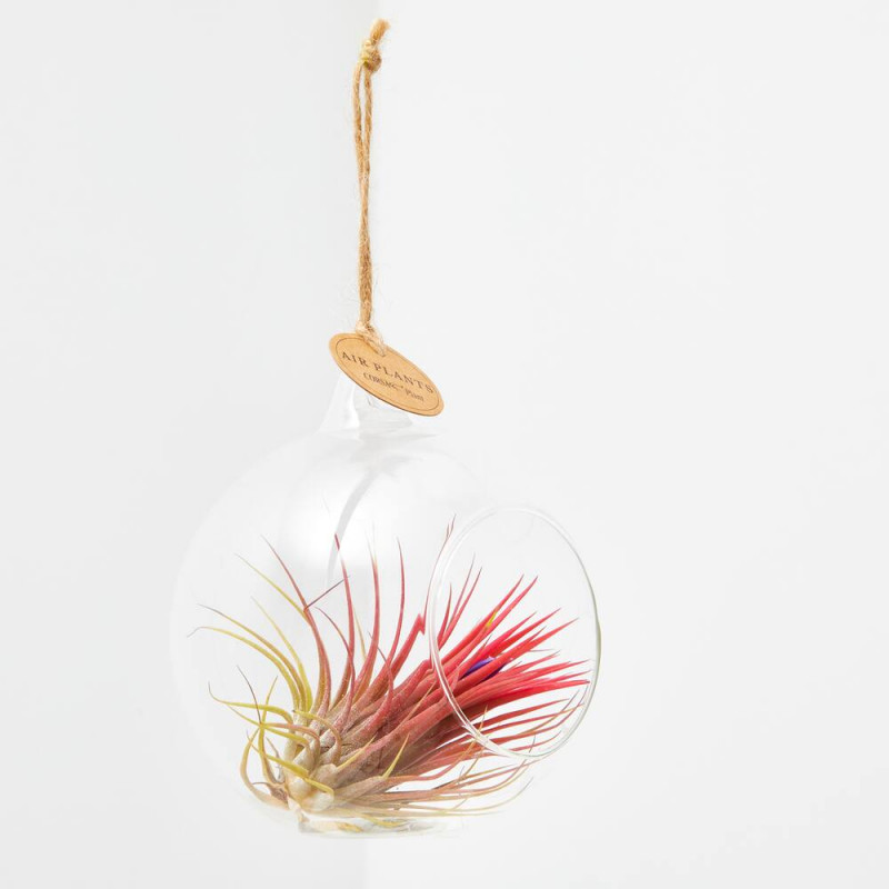 TILLANDSIA EN BOLA DE CRISTAL