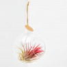 TILLANDSIA EN BOLA DE CRISTAL