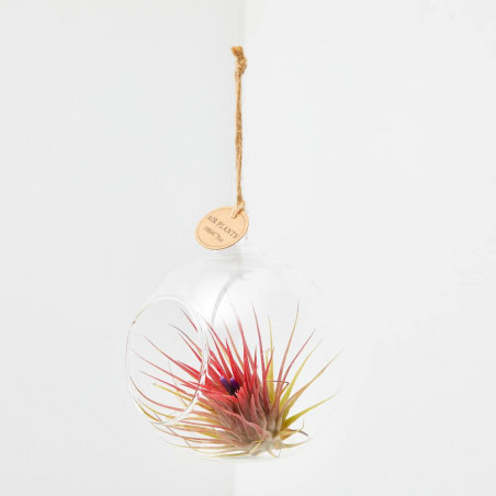 TILLANDSIA EN BOLA DE CRISTAL