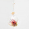 TILLANDSIA EN BOLA DE CRISTAL