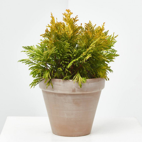 THUYA PLICATA GOLDY MACETA 3 LITROS