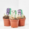 CROCUS MACETA 9CM