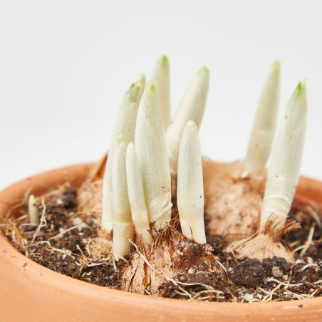 CROCUS MACETA 9CM