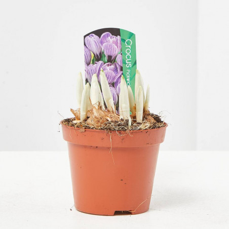 CROCUS MACETA 9CM