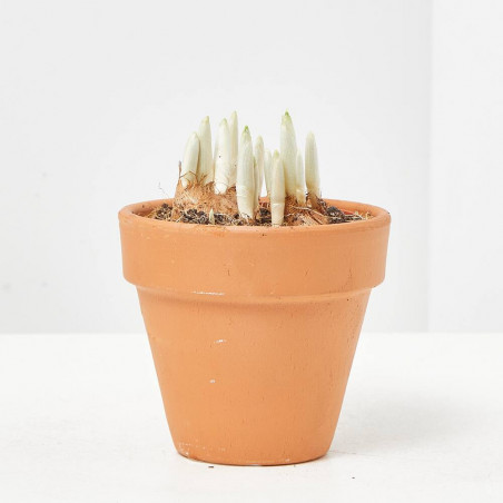 CROCUS MACETA 9CM