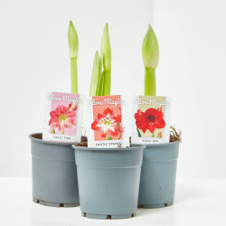 AMARILLYS MACETA 13CM