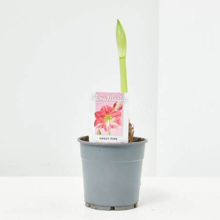 AMARILLYS MACETA 13CM