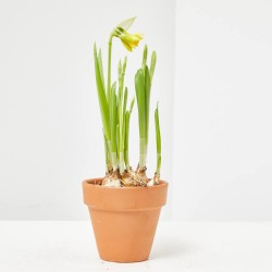 NARCISO MACETA 9CM