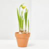 NARCISO MACETA 9CM