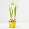 NARCISO MACETA 9CM