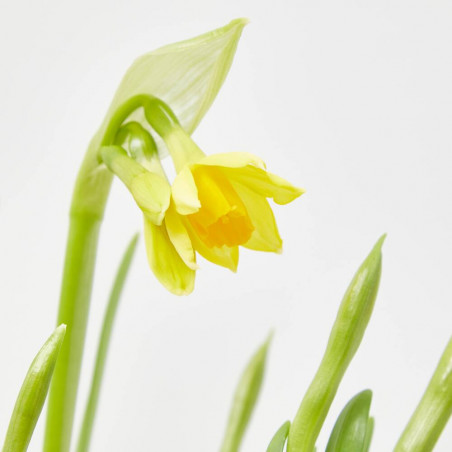 NARCISO MACETA 9CM