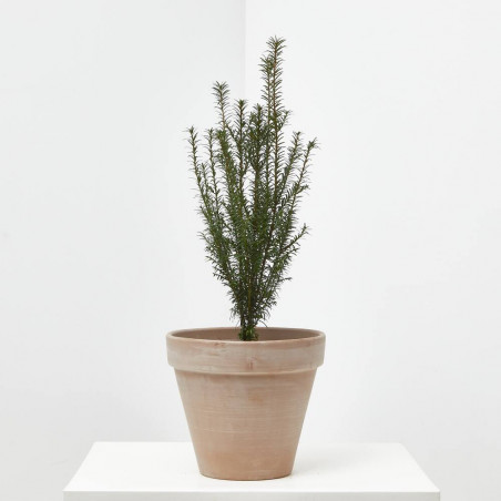 TEJO DE COLECCIÓN MACETA 3L