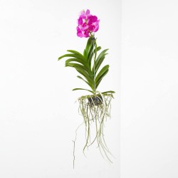 VANDA ORQUIDEA
