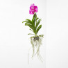 VANDA ORQUIDEA
