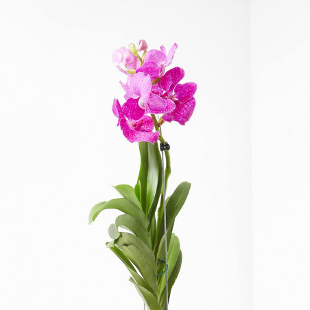 VANDA ORQUIDEA