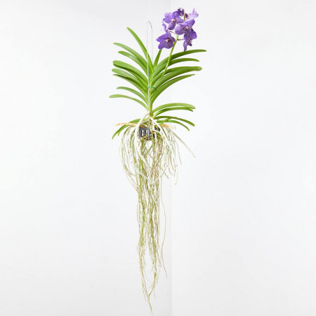VANDA ORQUIDEA