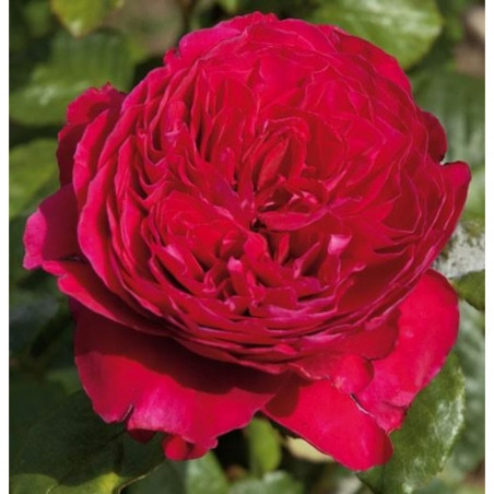 ROSAL INGLÉS ROJO ALAIN SOUCHON MACETA 2 LITROS