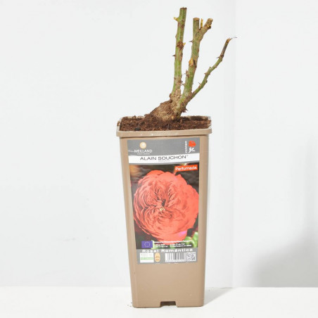 ROSAL INGLÉS ROJO ALAIN SOUCHON MACETA 2 LITROS