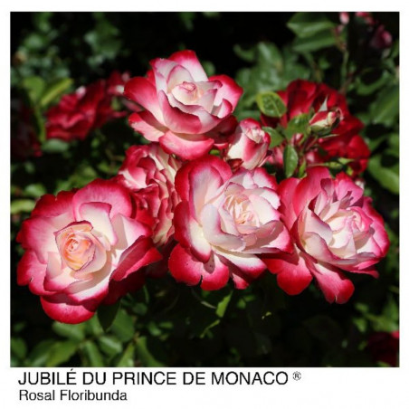 ROSA FLORIBUNDA BICOLOR JUBI DU PR DE MONACO MACETA 2 LITROS