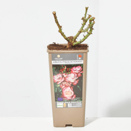 ROSA FLORIBUNDA BICOLOR JUBI DU PR DE MONACO MACETA 2 LITROS