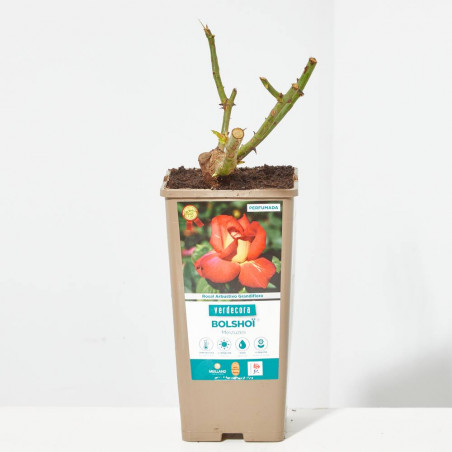 ROSAL GRANDIFLORA BICOLOR BOLSHOI MACETA 2 LITROS