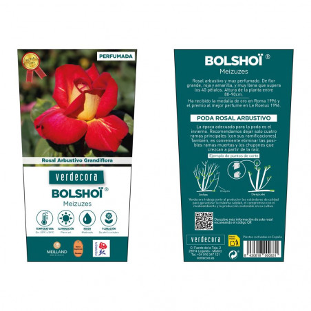 ROSAL GRANDIFLORA BICOLOR BOLSHOI MACETA 2 LITROS