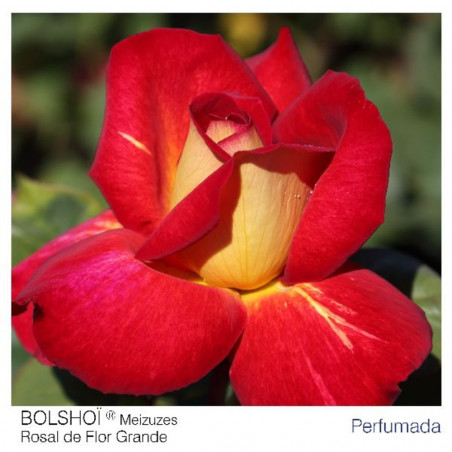 ROSAL GRANDIFLORA BICOLOR BOLSHOI MACETA 2 LITROS