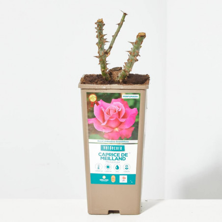 ROSAL GRANDIFLORA ROSA CAPRICE DE MEILLAND MACETA 2 LITROS