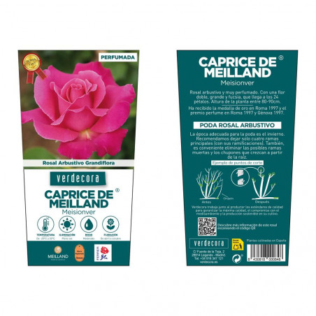 ROSAL GRANDIFLORA ROSA CAPRICE DE MEILLAND MACETA 2 LITROS