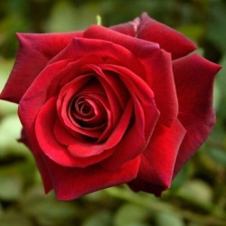 ROSAL ARBUSTIVO GRANDIFLORA ROJO EDITH PIAF MACETA 2 LITROS